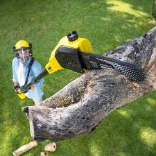 Professional Tree Removal in Monroeville, AL