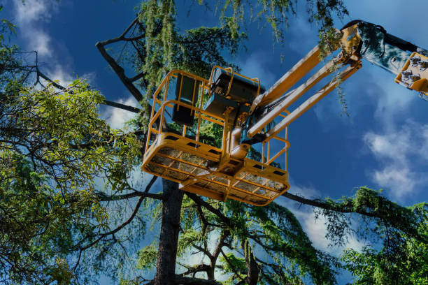 Best Tree Fertilization  in Monroeville, AL