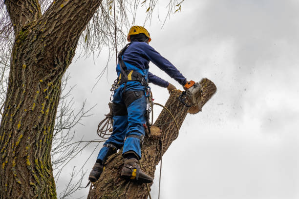 Best Aeration Services  in Monroeville, AL