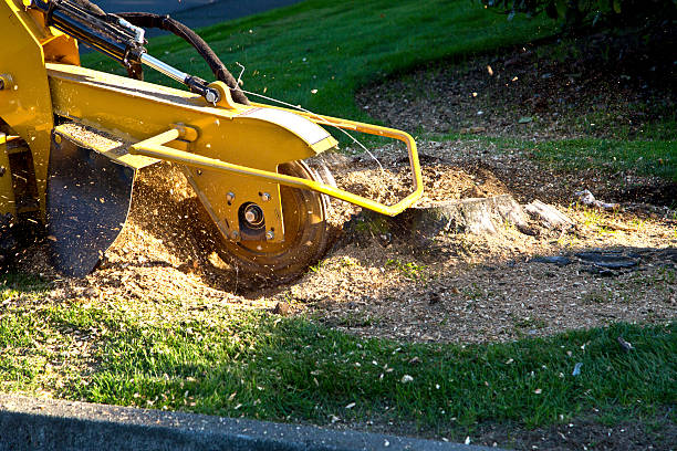 Lawn Grading and Leveling in Monroeville, AL